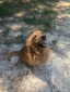 Simba (Simba Guthrie)